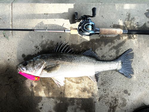 シーバスの釣果