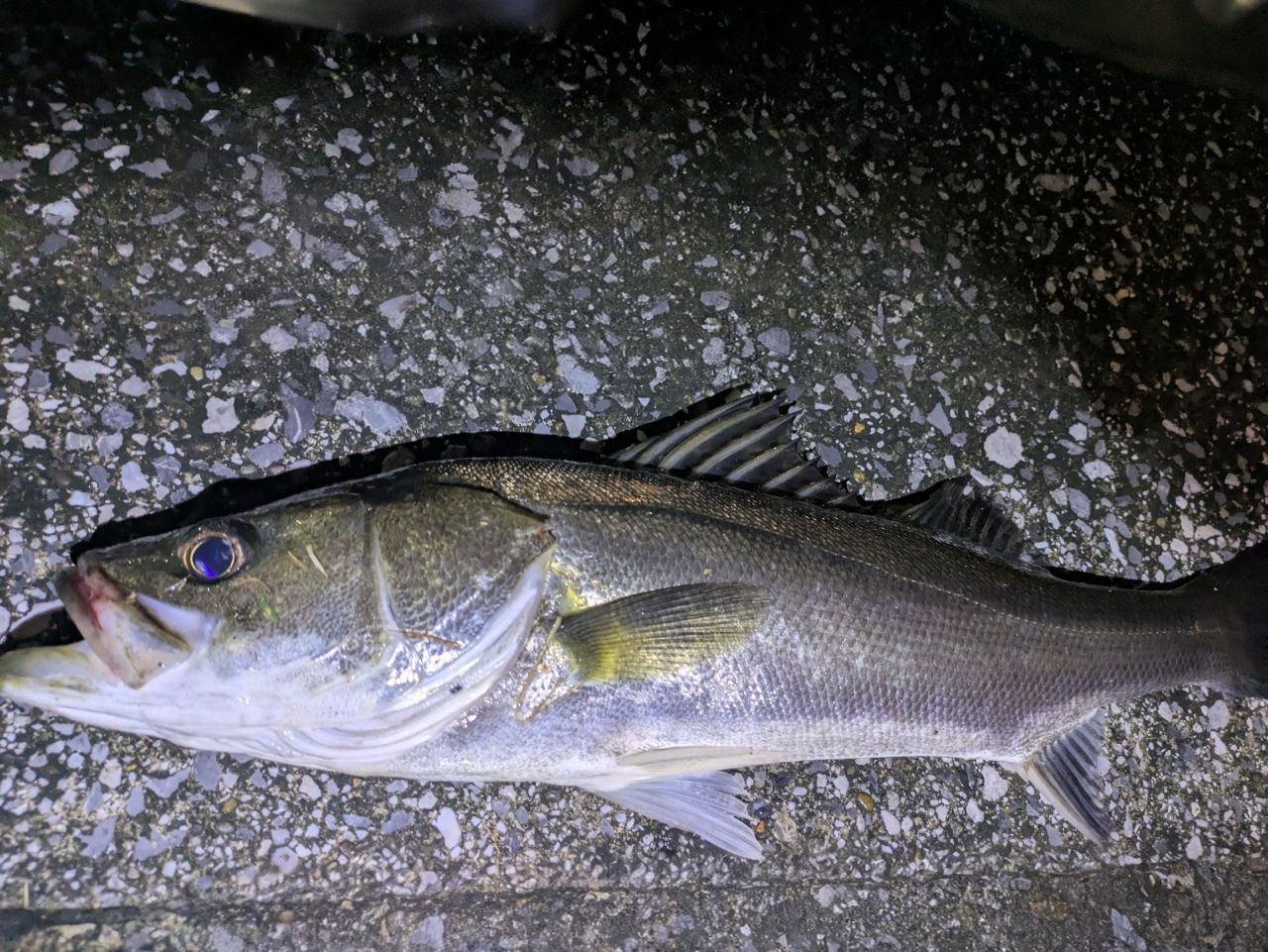 DAIWA 21モアザン ブランジーノ EX AGS 87LMLの最安値・インプレ