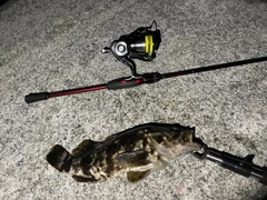 ベッコウゾイの釣果