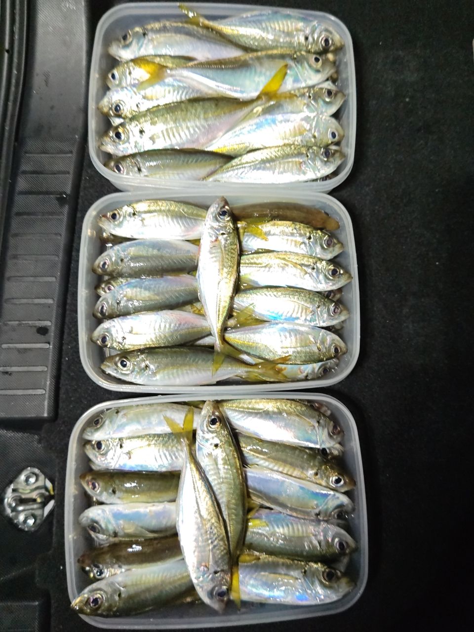 コルト プロトタイプ 21GCORPS-552UL-HS 極上品 コルト プロトタイプ 21GCORPS-552UL-HS 極上品 - メルカリ