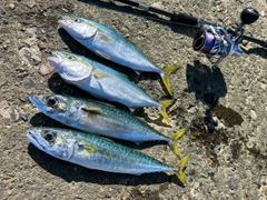 コゾクラの釣果