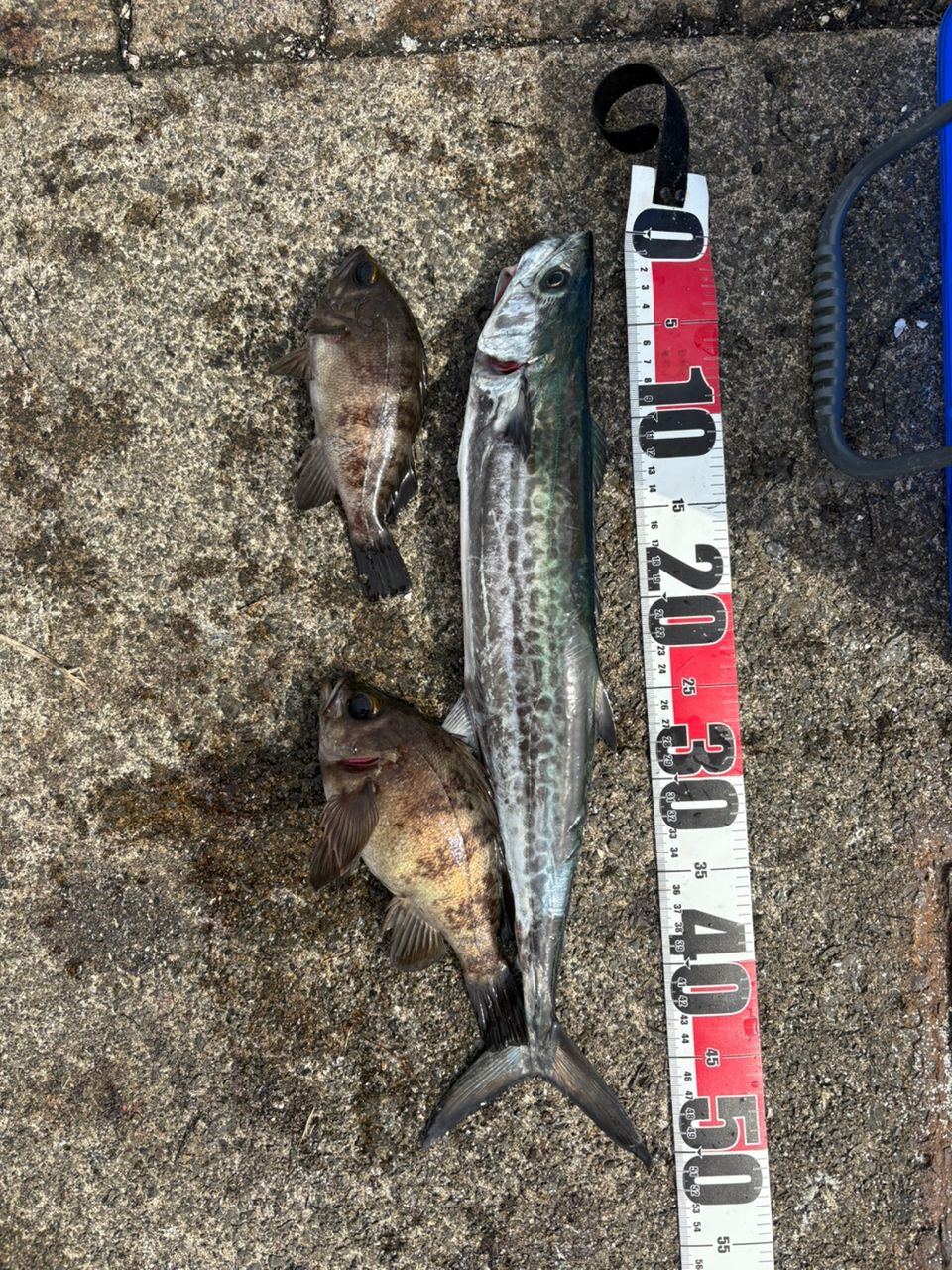 MajorCraft クロスライド 5G XR5-942ML/LSJの最安値・インプレ・釣果