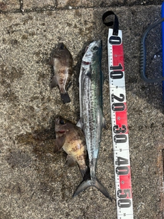 サゴシの釣果