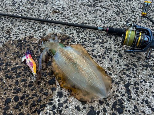 アオリイカの釣果
