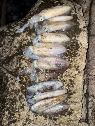 アオリイカの釣果