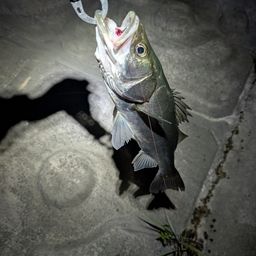 フッコ（マルスズキ）