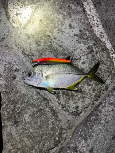 メッキの釣果