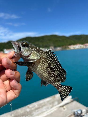 ナミハタの釣果