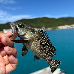 ナミハタ