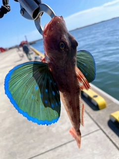 ホウボウの釣果