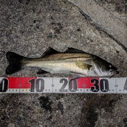 セイゴ（タイリクスズキ）