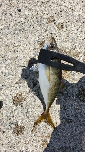 伊勢湾湾奥