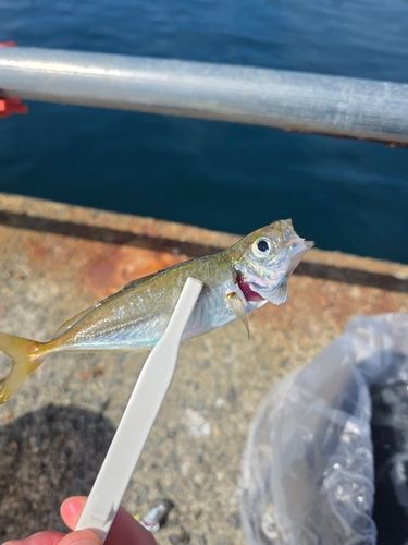 熱海港海釣り施設