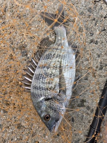 県漁連裏