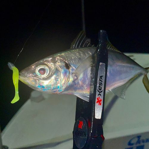 マアジの釣果