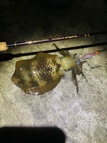 アオリイカの釣果