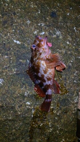 カサゴの釣果