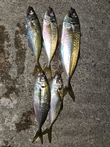 アジの釣果