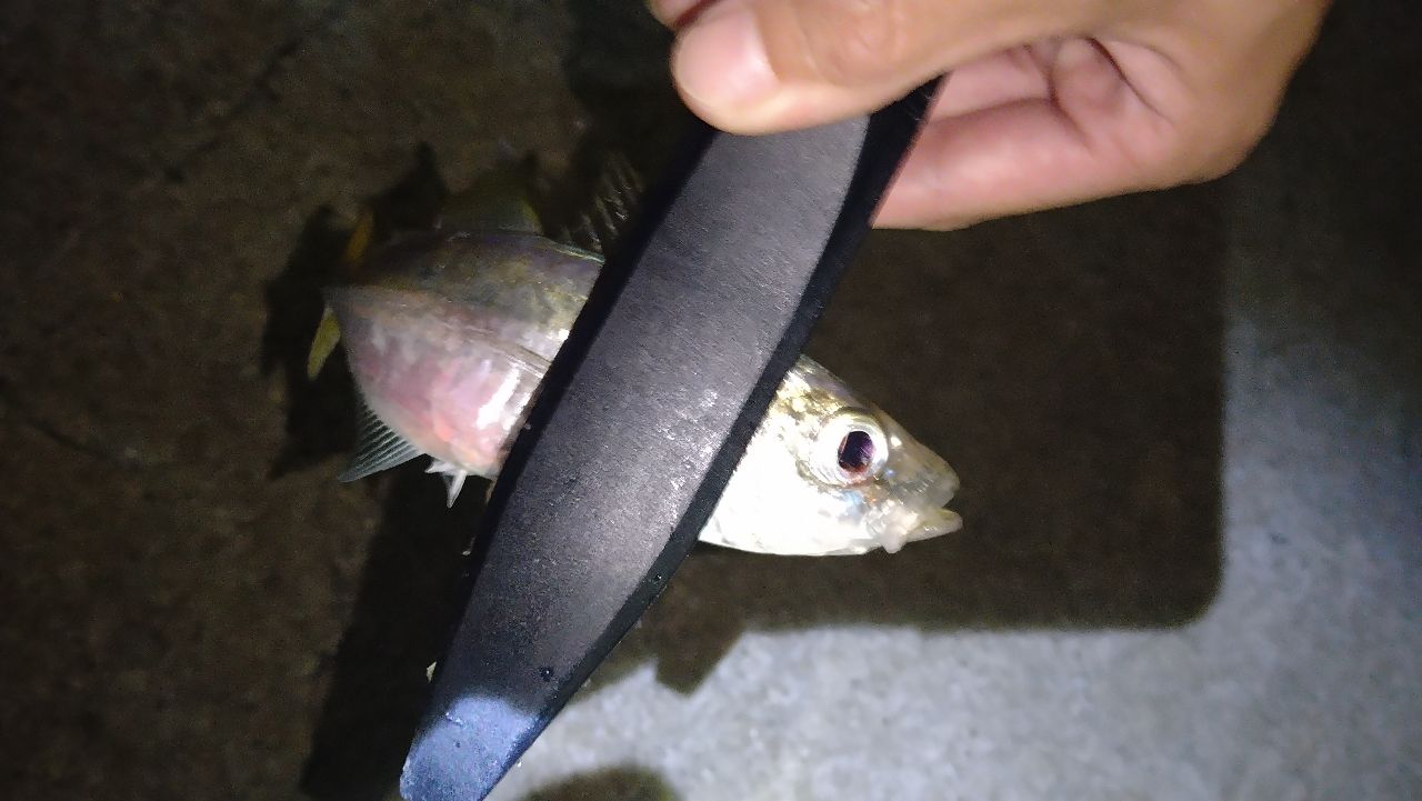 マアジ