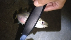 マアジの釣果
