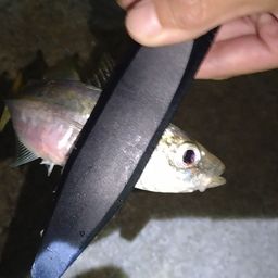 マアジ