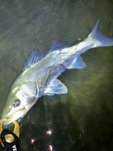 スズキの釣果