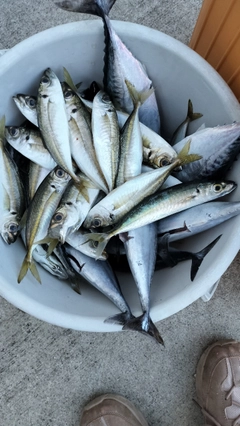 ヒラソウダの釣果