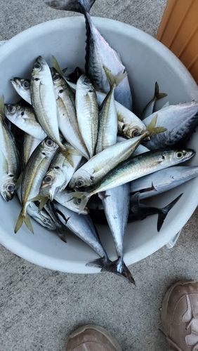 ヒラソウダの釣果