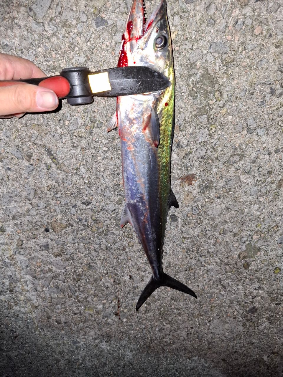 アジ