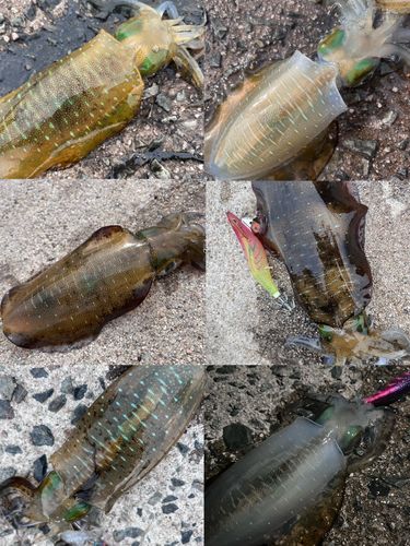アオリイカの釣果