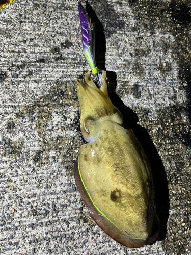コウイカの釣果