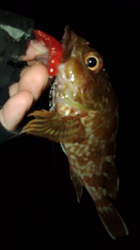 ガシラの釣果