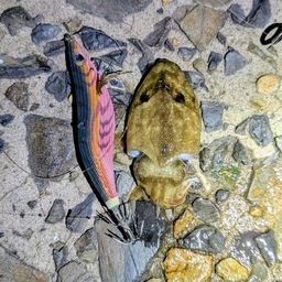 コウイカ