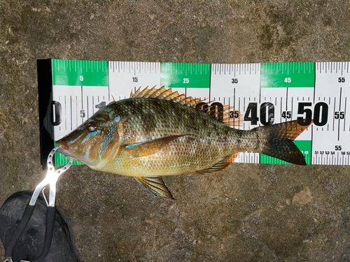 ハマフエフキの釣果