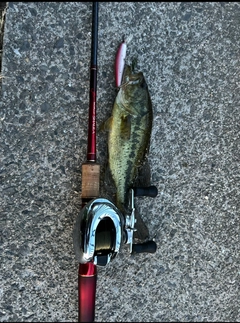 釣果