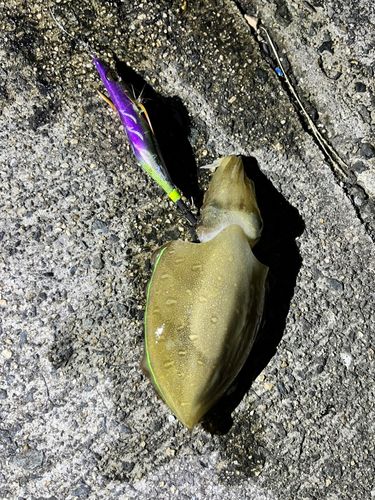 コウイカの釣果
