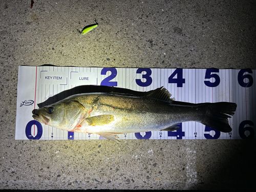 シーバスの釣果