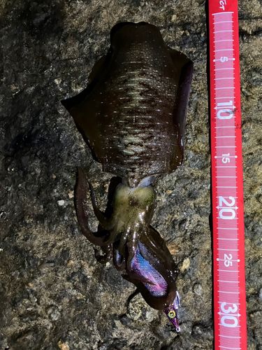 アオリイカの釣果
