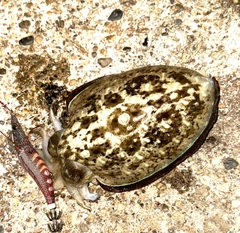 コウイカの釣果