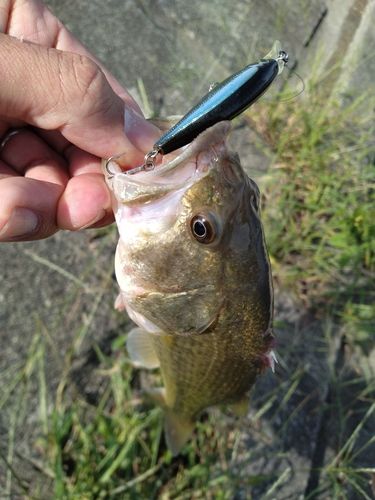 ラージマウスバスの釣果