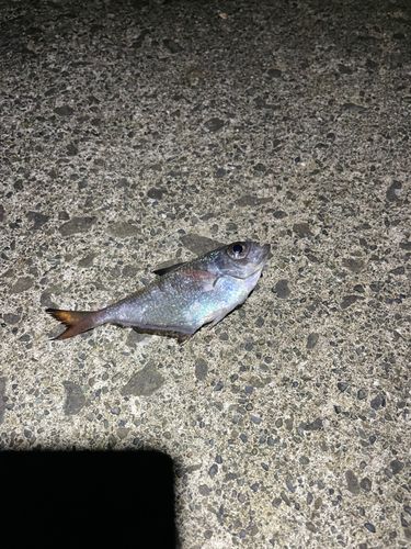 ハタンポの釣果