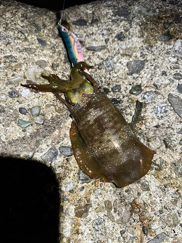 アオリイカの釣果