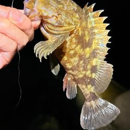 カサゴ