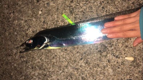 タチウオの釣果