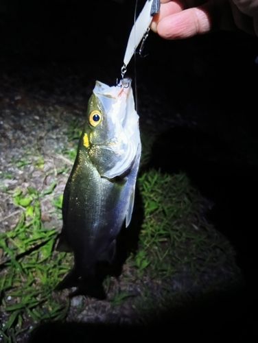 静岡県東部