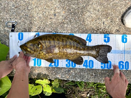 スモールマウスバスの釣果