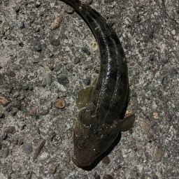 マゴチ