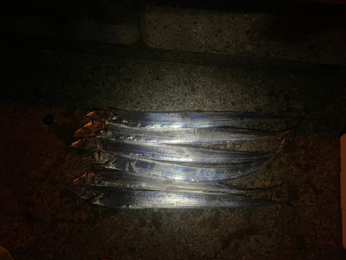 タチウオの釣果