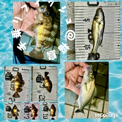 メバルの釣果