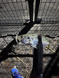 マアジの釣果